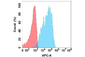 Flow cytometry analysis with Anti-C on Expi293 cells transfected with human C (Blue histogram) or Expi293 transfected with irrelevant protein (Red histogram). (CXCR1 antibody)