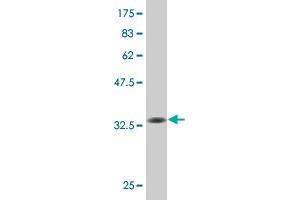 Western Blot detection against Immunogen (31. (KLF1 antibody  (AA 183-237))