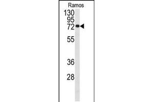 Western blot analysis of anti-CDC25B Antibody (S353) in Ramos cell line lysates (35ug/lane) (CDC25B antibody  (AA 331-360))