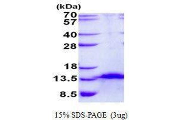 FDCSP Protein