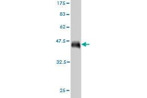 Western Blot detection against Immunogen (37. (CD34 antibody  (AA 32-141))