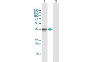 Western Blot analysis of PDCD2 expression in transfected 293T cell line by PDCD2 MaxPab polyclonal antibody. (PDCD2 antibody  (AA 1-344))