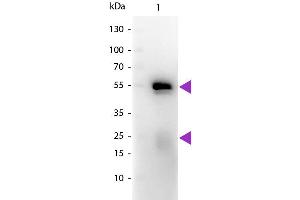 Western blot of Peroxidase conjugated Goat Fab Anti-Rabbit IgG secondary antibody. (Goat anti-Rabbit IgG (Heavy & Light Chain) Antibody (HRP) - Preadsorbed)