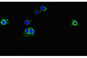 Immunofluorescent analysis of Hela cells using ABIN7151534 at dilution of 1:100 and Alexa Fluor 488-congugated AffiniPure Goat Anti-Rabbit IgG(H+L) (eEF1A1 antibody  (AA 1-462))