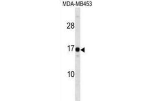 Western Blotting (WB) image for anti-High Mobility Group Nucleosomal Binding Domain 3 (HMGN3) antibody (ABIN2999006) (HMGN3 antibody)