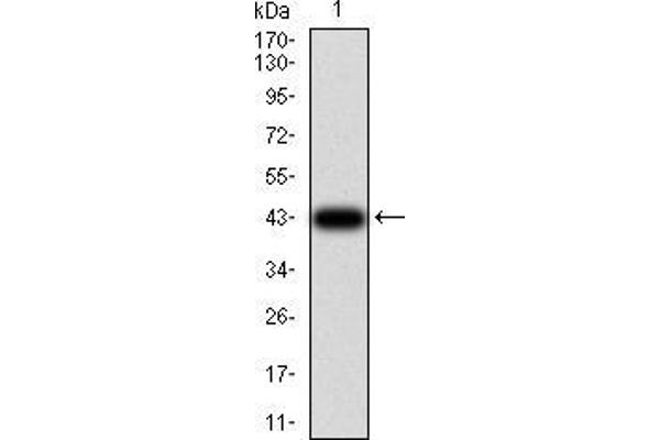 TCF4 anticorps  (AA 518-667)