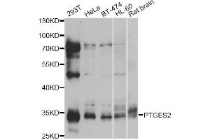 Western blot analysis of extracts of various cell lines, using PTGES2 antibody (ABIN6291190) at 1:1000 dilution. (PTGES2 antibody)