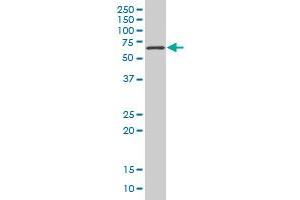 TBX18 monoclonal antibody (M05), clone 1A1 Western Blot analysis of TBX18 expression in Hela S3 NE . (T-Box 18 antibody  (AA 454-560))