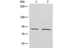 Western blot analysis of Raji and A431 cell lysates using MARK2 Polyclonal Antibody at dilution of 1:800 (MARK2 antibody)