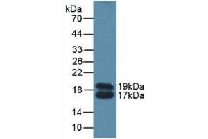 Western blot analysis of Mouse Serum. (APOC4 antibody  (AA 28-124))