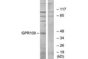 Western blot analysis of extracts from RAW264. (GPR109 antibody  (AA 285-334))