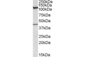 Image no. 1 for anti-Component Of Oligomeric Golgi Complex 1 (COG1) (Internal Region) antibody (ABIN375043) (COG1 antibody  (Internal Region))