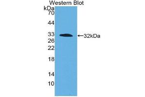 Western Blotting (WB) image for anti-Coagulation Factor III (thromboplastin, Tissue Factor) (F3) (AA 30-251) antibody (ABIN1078582) (Tissue factor antibody  (AA 30-251))