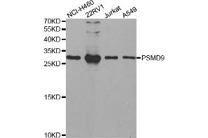Western blot analysis of extracts of various cell lines, using PSMD9 antibody (ABIN5973093) at 1/1000 dilution. (PSMD9 antibody)