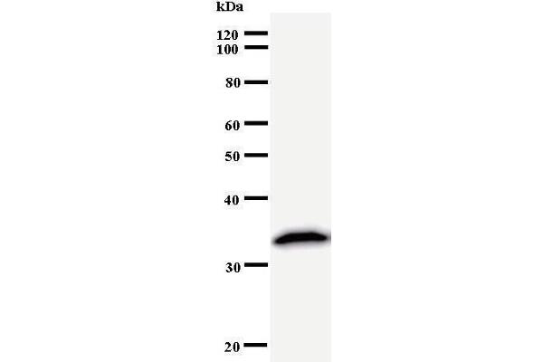 PRPF8 antibody