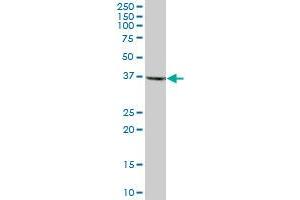 RFC2 MaxPab polyclonal antibody. (RFC2 antibody  (AA 1-320))