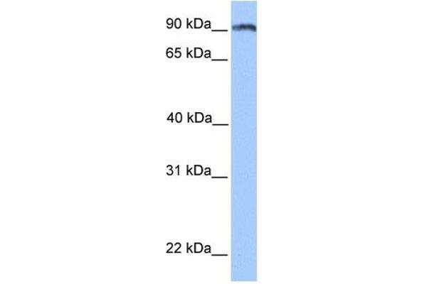 ANKS3 anticorps  (N-Term)