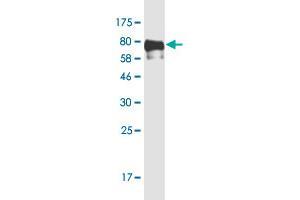 Western Blot detection against Immunogen (78. (TFEB antibody  (AA 1-476))