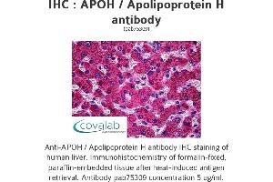 Image no. 1 for anti-Apolipoprotein H (Beta-2-Glycoprotein I) (APOH) antibody (ABIN1731883) (APOH antibody)