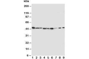 Western blot testing of IDO antibody and Lane 1:  SMMC-7721;  2: A549;  3: human placenta;  4: SW620;  5: U87;  6: 293T;  7: A431;  8: HeLa;  9: COLO320 cell lysate (IDO antibody  (N-Term))