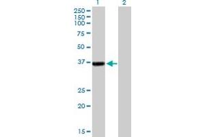 Western Blot analysis of RFC2 expression in transfected 293T cell line by RFC2 MaxPab polyclonal antibody. (RFC2 antibody  (AA 1-320))