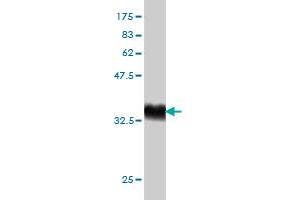 Western Blot detection against Immunogen (36. (RAPGEF6 antibody  (AA 1012-1110))