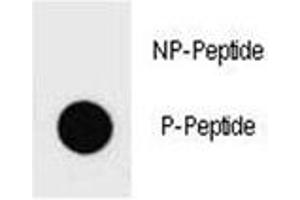 Dot blot analysis of phospho-PTEN antibody. (PTEN antibody  (pTyr336))