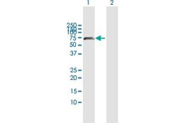 TULP2 antibody  (AA 1-520)