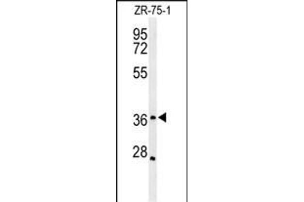 MIIP antibody  (C-Term)