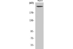 Western Blot analysis of various cells using Neurofibromin Polyclonal Antibody. (Neurofibromin 1 antibody  (AA 1520-1600))