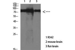 Western Blot analysis of various cells using Antibody diluted at 1:1000. (tau antibody)