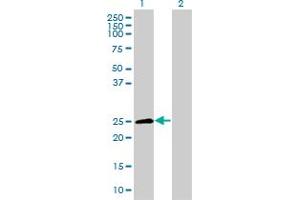 Western Blot analysis of TNFRSF18 expression in transfected 293T cell line by TNFRSF18 MaxPab polyclonal antibody. (TNFRSF18 antibody  (AA 1-241))