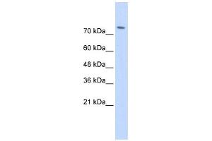 WWP2 antibody used at 1 ug/ml to detect target protein. (WWP2 antibody  (Middle Region))