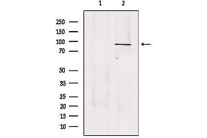 Western blot analysis of extracts from 293, using USP45 Antibody. (USP45 antibody  (Internal Region))