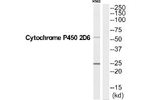 Western blot analysis of extracts from K562 cells, using CYP2D6 antibody. (CYP2D6 antibody  (C-Term))