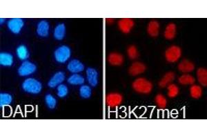 Immunofluorescence (IF) image for anti-Histone 3 (H3) (H3K27me) antibody (ABIN1873000) (Histone 3 antibody  (H3K27me))