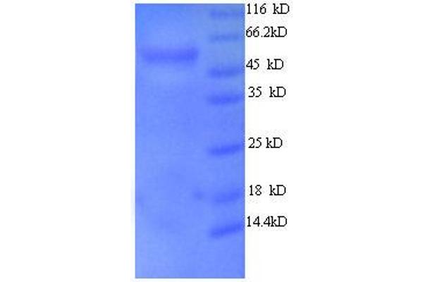 EIF3F Protein (AA 2-250, partial) (GST tag)