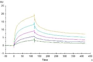 Surface Plasmon Resonance (SPR) image for Tumor Necrosis Factor Receptor Superfamily, Member 18 (TNFRSF18) (AA 26-161) protein (His tag) (ABIN7274786)