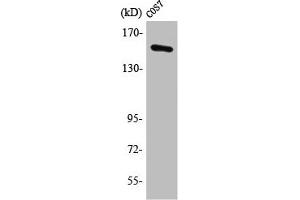 Western Blot analysis of HuvEc cells using POLR3A Polyclonal Antibody (POLR3A antibody  (N-Term))