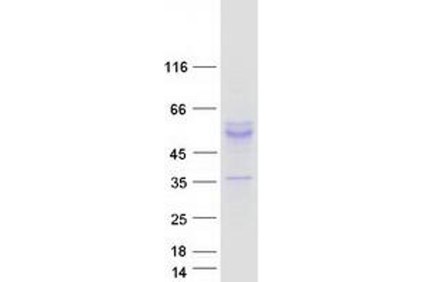 KCNK4 Protein (Myc-DYKDDDDK Tag)