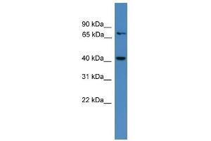 AIMP2 antibody used at 0. (AIMP2 antibody  (N-Term))