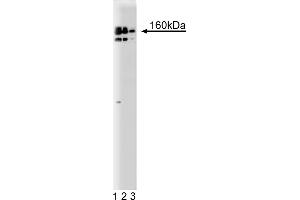 Western Blotting (WB) image for anti-CG7626 Gene Product From Transcript CG7626-RA (SPT5) (AA 866-985) antibody (ABIN968370) (CG7626 Gene Product From Transcript CG7626-RA (SPT5) (AA 866-985) antibody)