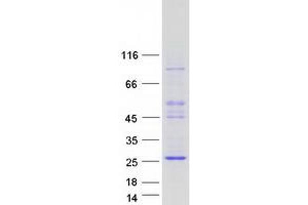 ASCL3 Protein (Myc-DYKDDDDK Tag)