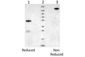 Image no. 2 for anti-Albumin (ALB) antibody (ABIN293398) (Albumin antibody)