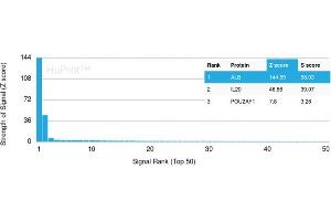 Analysis of Protein Array containing more than 19,000 full-length human proteins using Albumin Mouse Monoclonal Antibody (ALB/2144). (Albumin antibody)