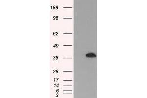 Western Blotting (WB) image for anti-Mitogen-Activated Protein Kinase 1 (MAPK1) antibody (ABIN1499288) (ERK2 antibody)