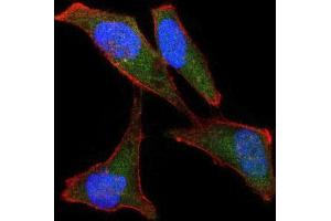 Immunofluorescence (IF) image for anti-BPI Fold Containing Family B, Member 1 (BPIFB1) antibody (ABIN969534)