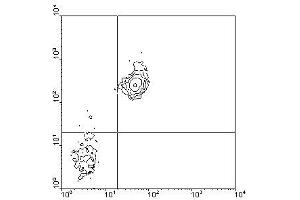 Image no. 1 for anti-CD38 antibody (FITC) (ABIN135202) (CD38 antibody  (FITC))