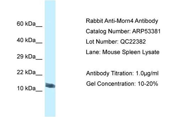 MORN4 antibody  (C-Term)