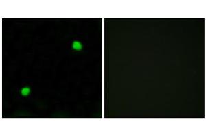 Immunofluorescence analysis of COS7 cells, using Histone H2AX antibody. (H2AFX antibody  (C-Term))